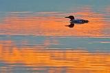 Loon In Sunset Reflection_53842